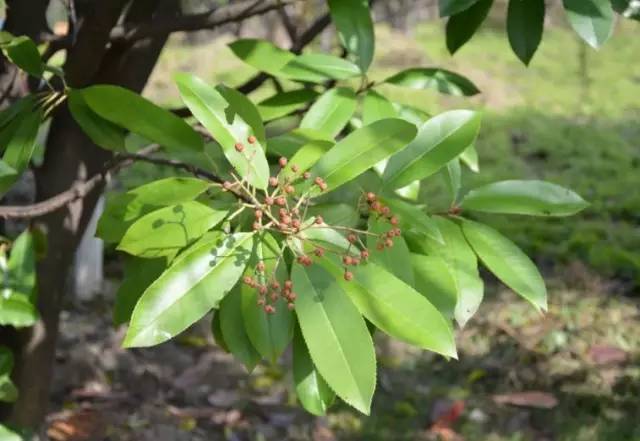 植物世界里不止有花香,还有"毒草毒树"图鉴