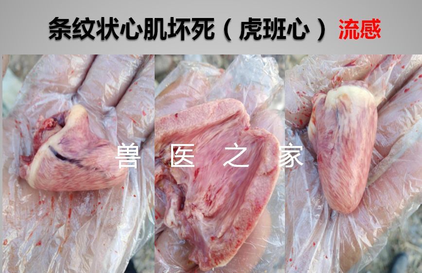 鸭黄病毒流感腺病毒脾坏死精准的防控方案