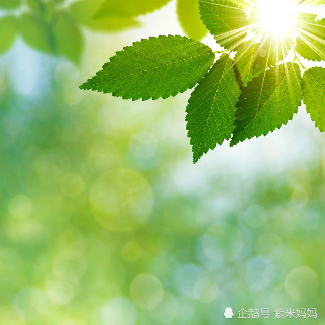 晨是太阳