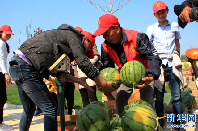 内黄西瓜抢鲜上市 远销郑州北京等地