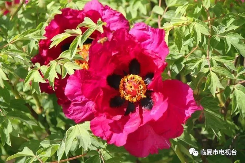 临夏牡丹花品种,你见过几种?
