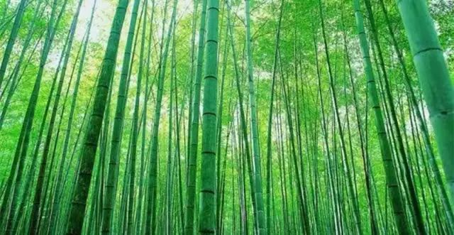 自驾路线: 1,主城--渝万高速--垫江下道--梁平七桥--百里竹海景区 2