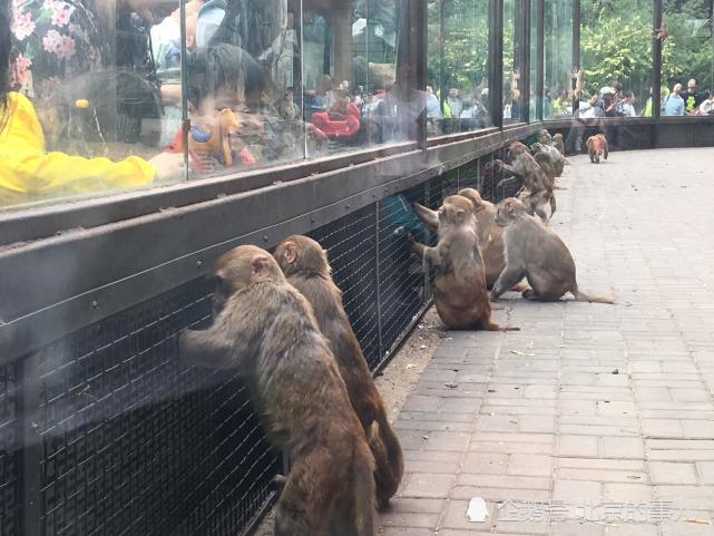 北京动物园游客违规投喂 猴子"列队"抢食