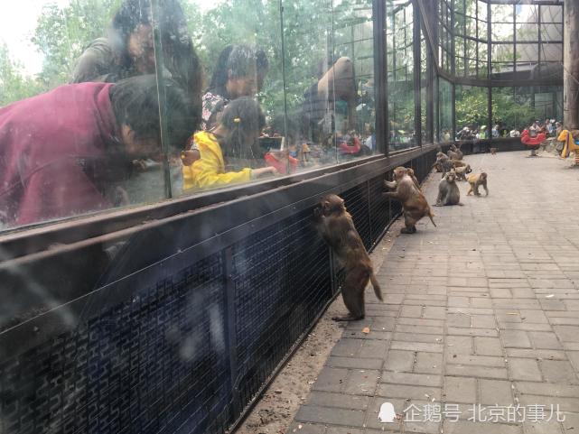 北京动物园游客违规投喂 猴子"列队"抢食