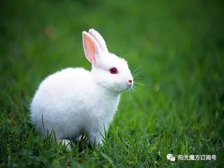 都是瞎说的    实际上兔子眼睛的颜色,和它体内的色素有关.
