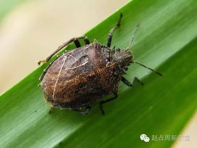 玉米苗期主要有哪些病虫害28张图片一看就明白