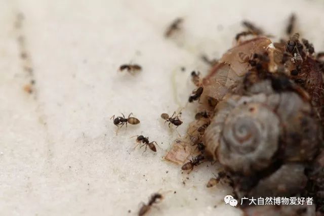 广州大学蚂蚁图鉴