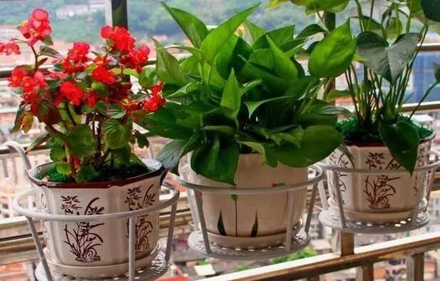 阳台养花推荐观赏性强的四种花附养护方法