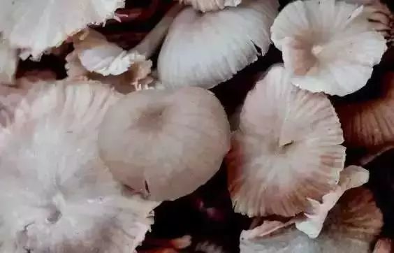 【米汤菌】【红葱】【黑牛肝菌】【黄牛肝菌】【刷把菌】【奶浆菌】