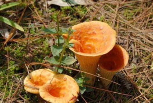 【铜绿菌】【干巴菌】【松树菌】【米汤菌】【红葱】【黑牛肝菌】