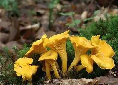 【喇叭菌】【铜绿菌】【干巴菌】【松树菌】【米汤菌】【红葱】【黑