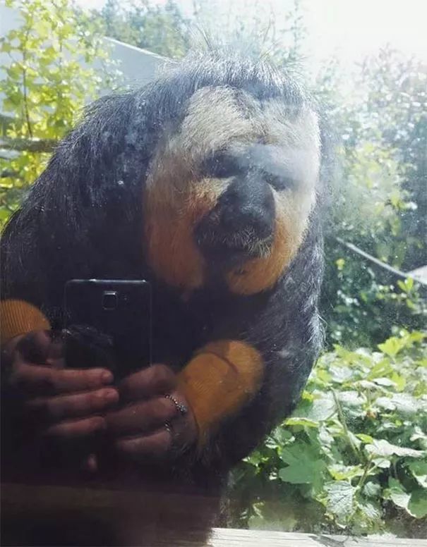 这不是猴子在自拍,这是有人隔着玻璃拍猴子