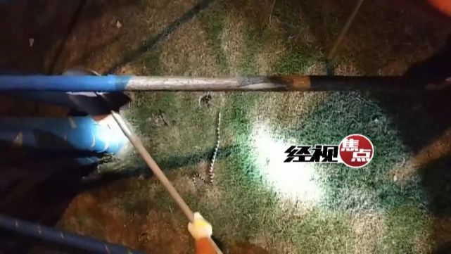 当心!长沙圭塘河边惊现剧毒银环蛇 消防出动