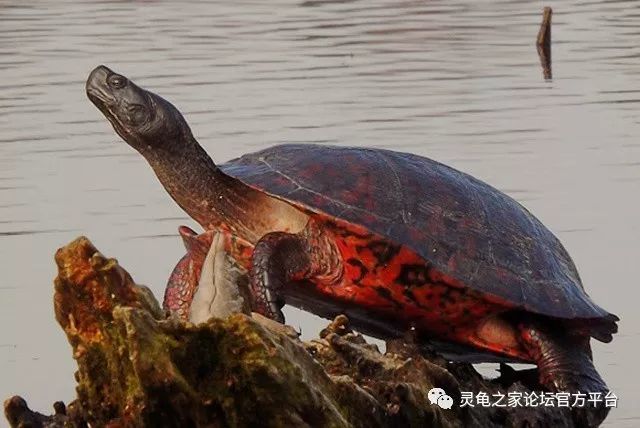伪龟属巴西脸水龟品种大全