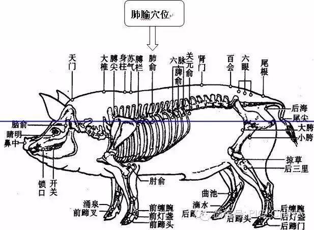 史上最全猪身上所有部位的注射方法和注意事项