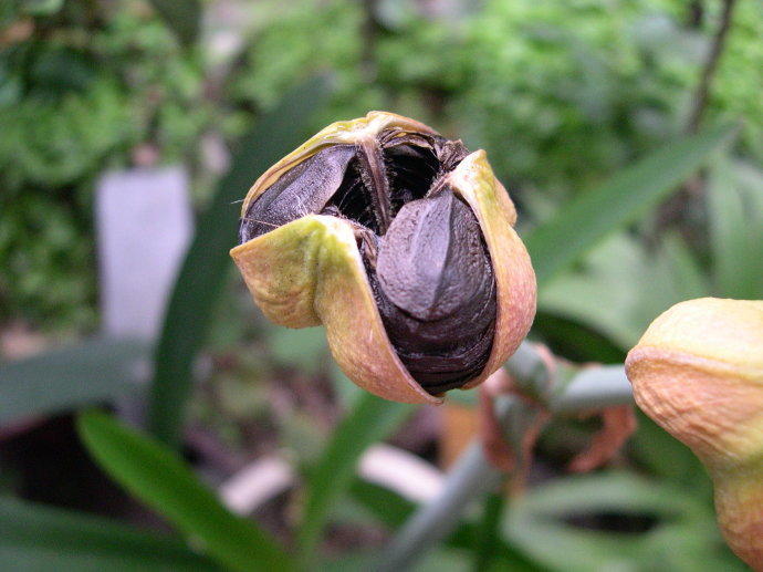 世界上最大的种子达5公斤以上,植物的种子到底有什么作用?