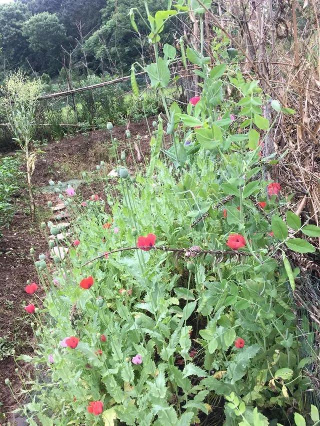 常德两农妇疯狂种植罂粟1200株 拿来做炒菜佐
