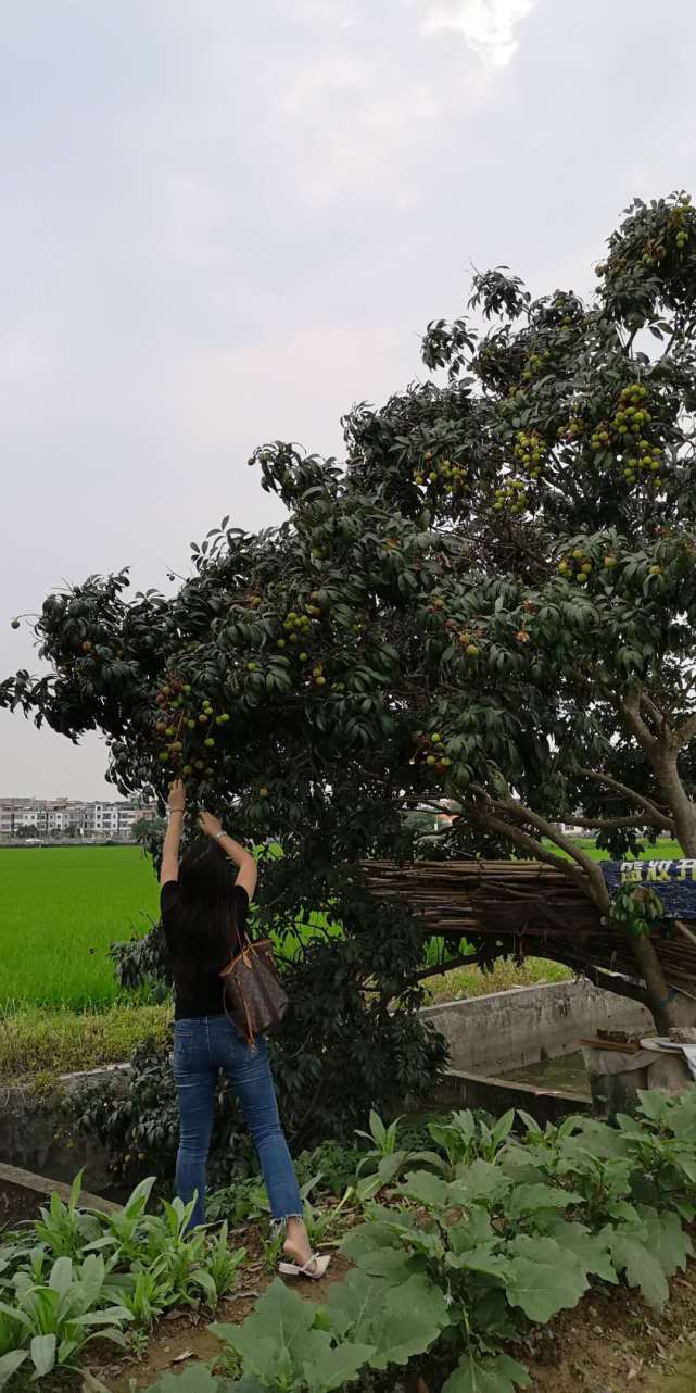 采摘荔枝的小编.