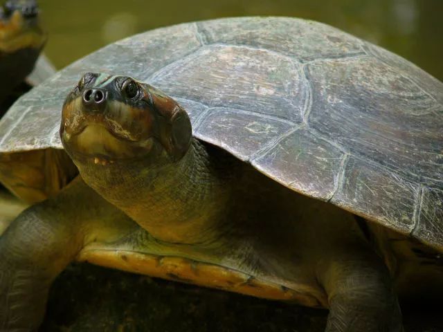 常见的中南美水龟安利给你