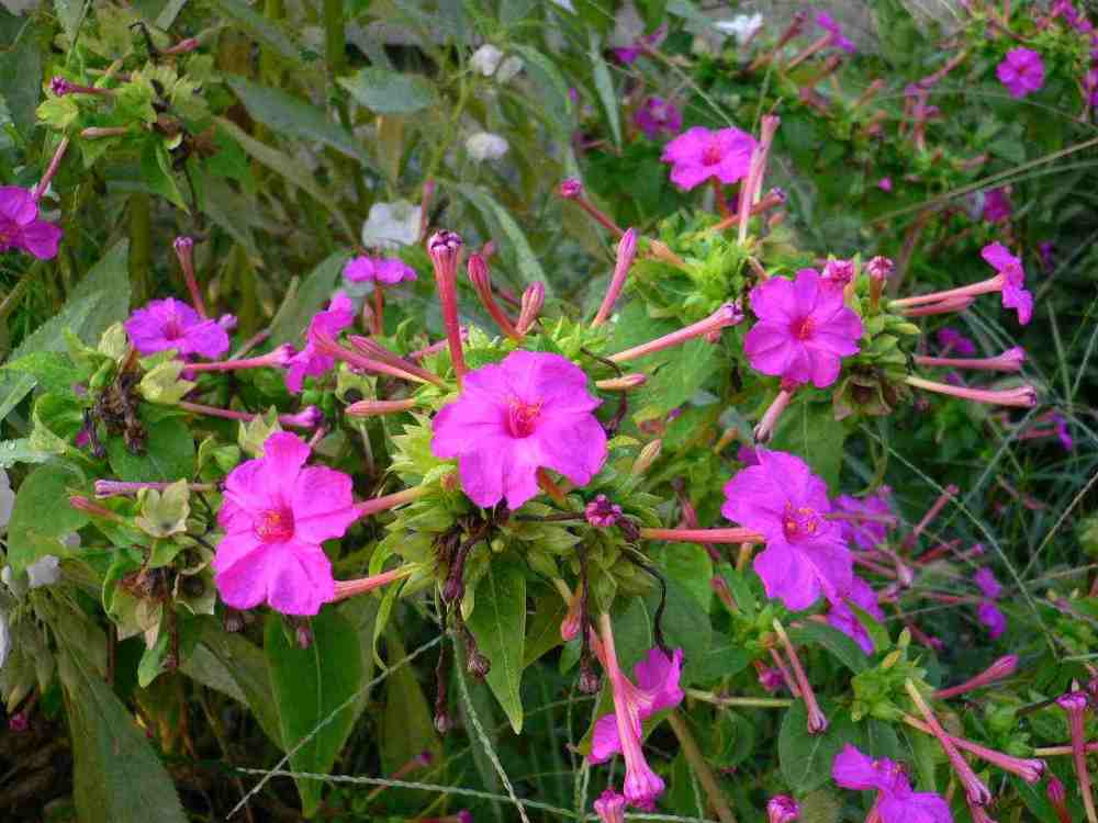 农村这种野花,人称"紫茉莉",不仅好看,还可以美容,你