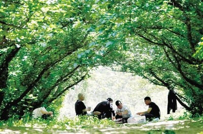 郑州吃货福利来临:樱桃沟里樱桃成熟本周来尝鲜