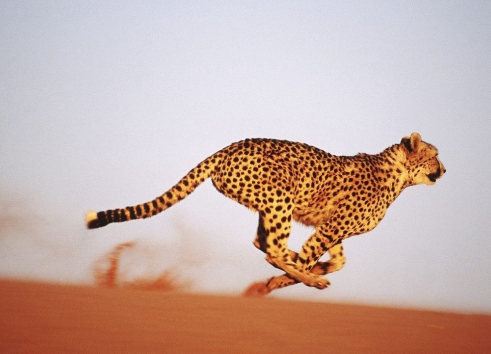 猎豹的作用有多大?数据分析表示,它每年能减少