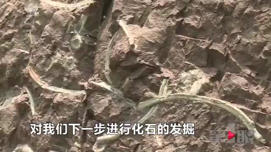 云阳恐龙化石群又有重大发现 长度延至15公里