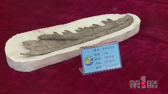 云阳恐龙化石群又有重大发现 长度延至15公里