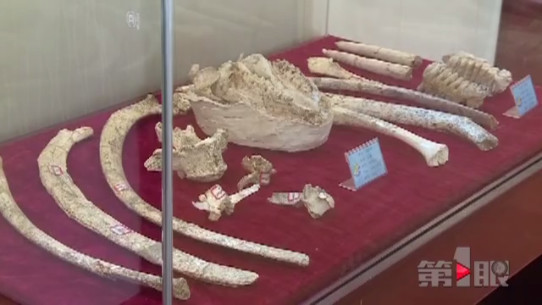 云阳恐龙化石群又有重大发现 长度延至15公里