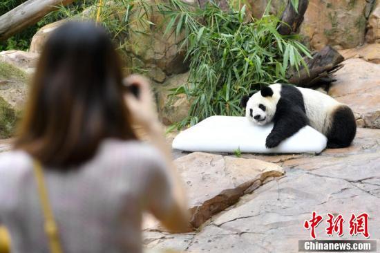 汶川大熊猫婷婷趴冰消暑 静待二胎佳音