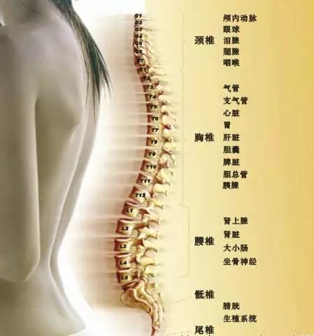夏季养骨正当时，养好了，百病不侵