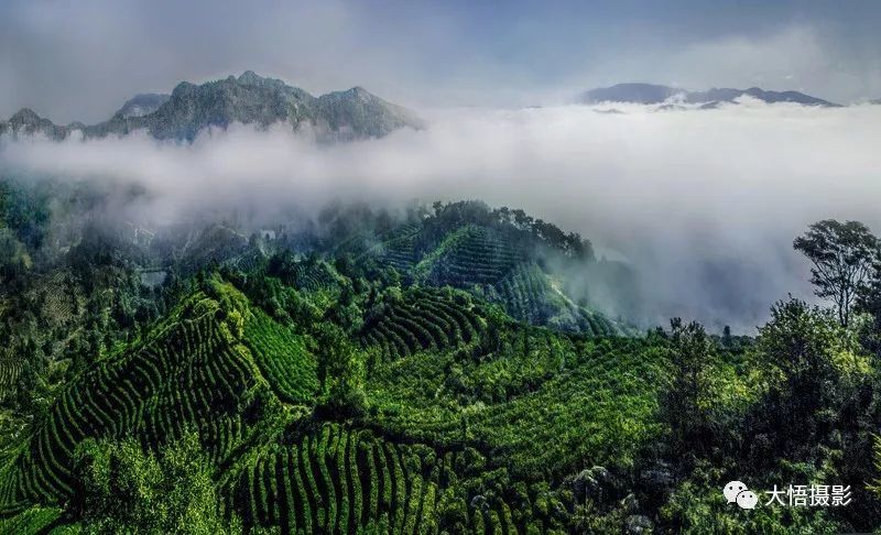 云雾山茶   贺川   摄 诗圣杜甫说:落日平台上,春风啜茗时 沏一壶