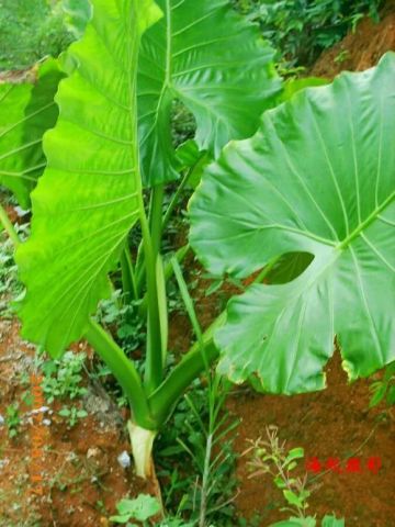 教你分辨:霸王芋,芋头,滴水观音,千手观音