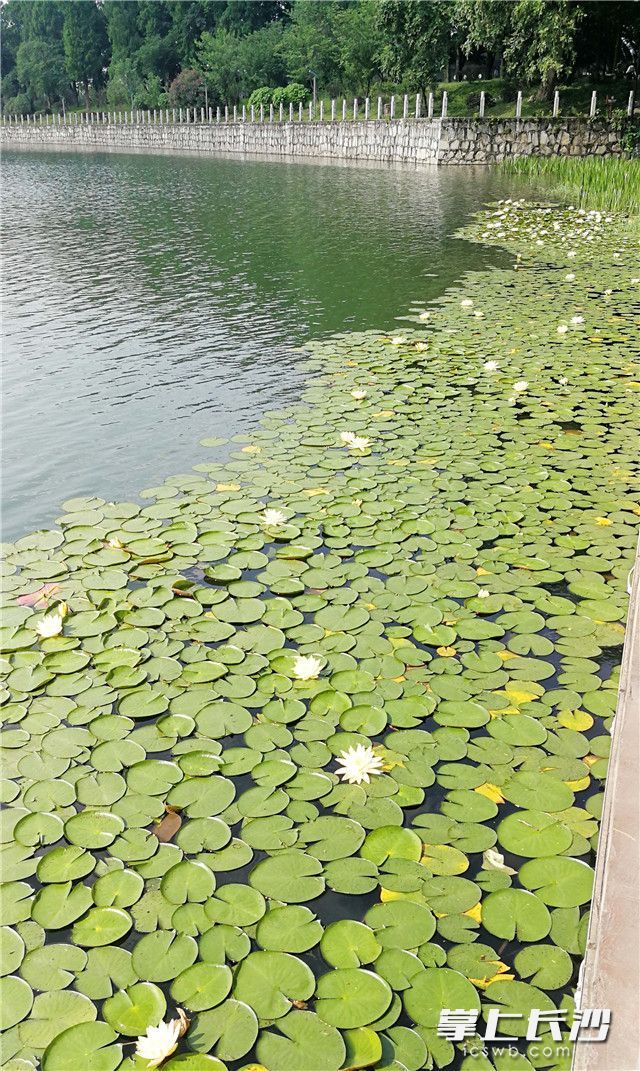 水清景美!长沙烈士公园水中浮岛鲜花盛开