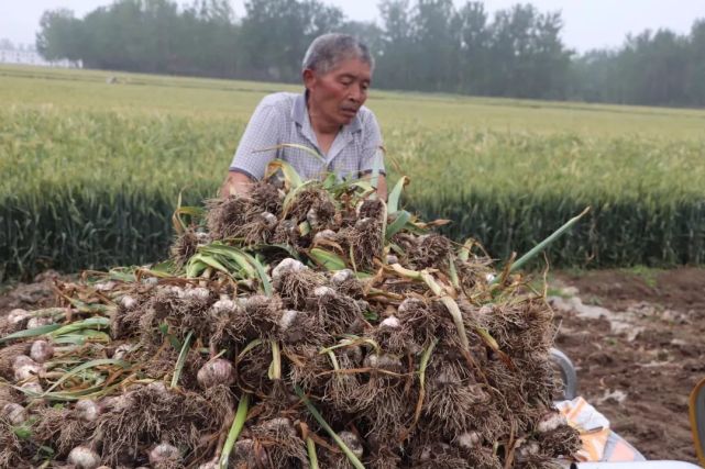 丰县鲜大蒜六毛一斤,父亲卖了115元,接钱时,他的手有些颤抖!