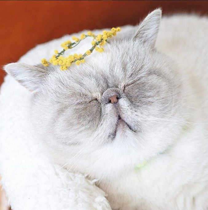 这只名叫poko的猫,看它的表情就想问它今天究竟有多困!