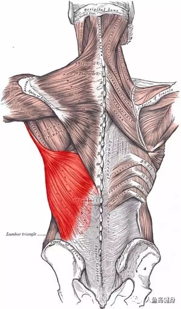 背阔肌,它是位于胸背区下部和腰区浅层较宽大的扁肌,一边连接脊柱(第7