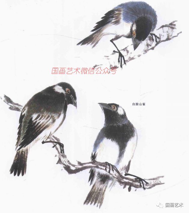 书画联盟丨名家国画技法鸟类画谱
