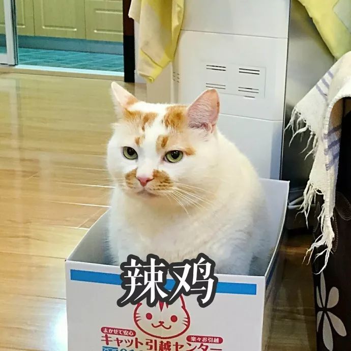 猫咪表情包:我的刀呢?