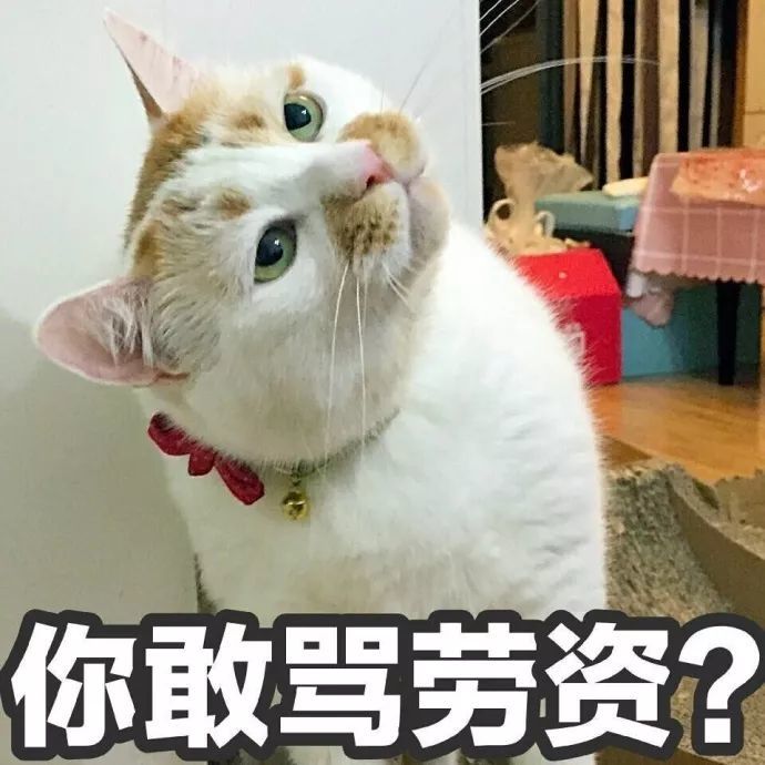 猫咪表情包:我的刀呢?