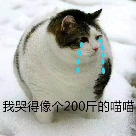 表情包萌萌猫咪表情包