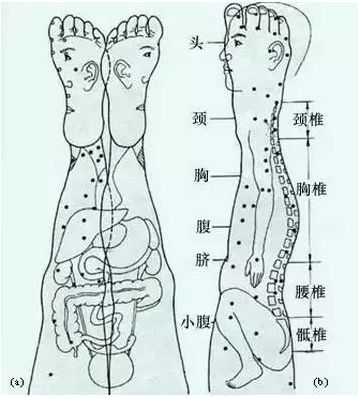 针灸,按摩全息图之精髓