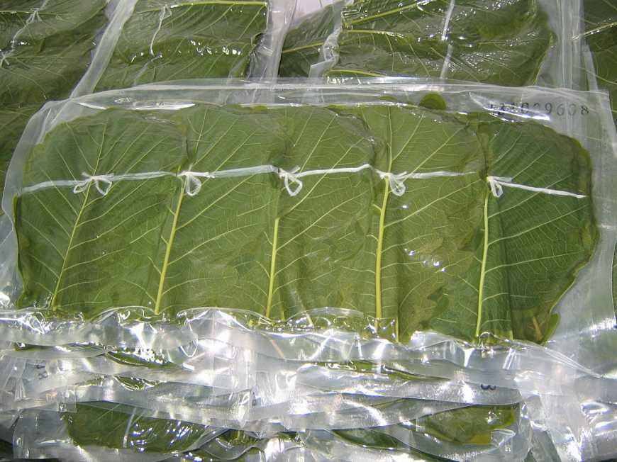 在我国一文不值的树叶,如今高价卖到日本,农民