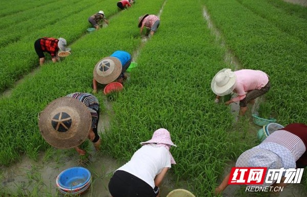 邵阳隆回袁隆平超级稻试验田忙插秧 确保今年
