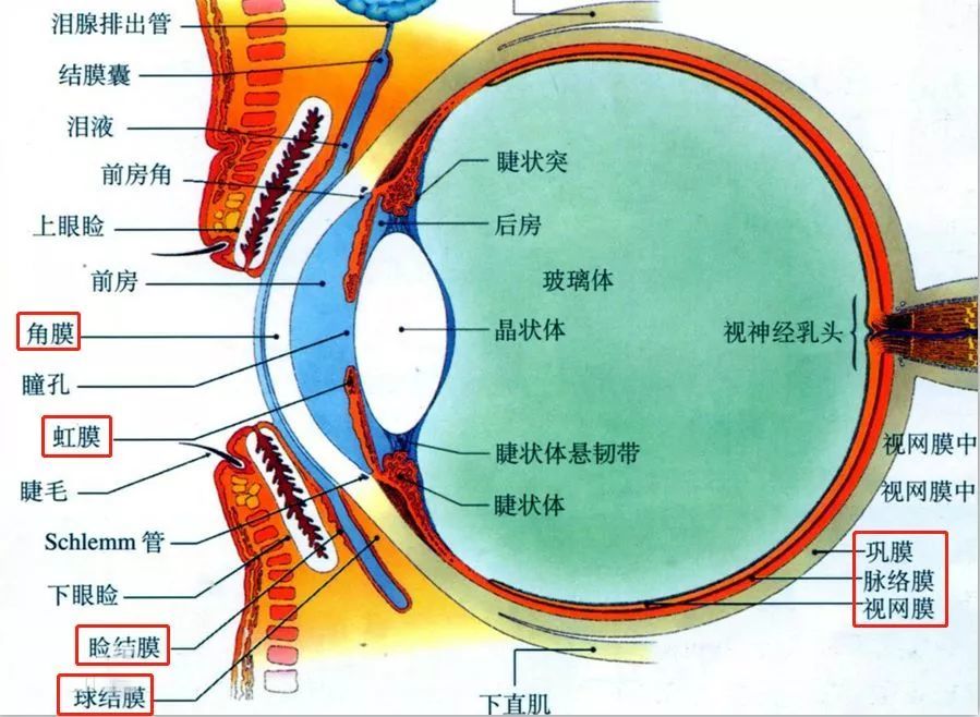 睑结膜,球结膜,角膜,虹膜,视网膜,脉络膜,巩膜 眼睛有"膜"— — 眼镜