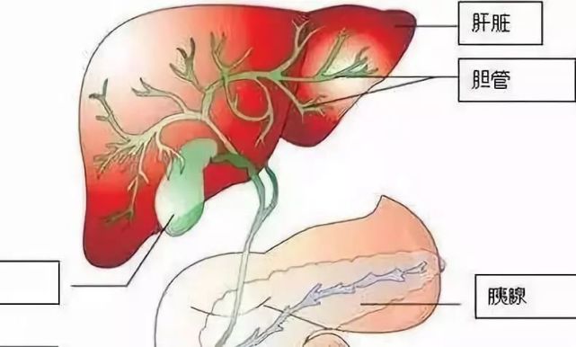 肝是哑巴,胃是喇叭!一旦查出肝的病,基本都是