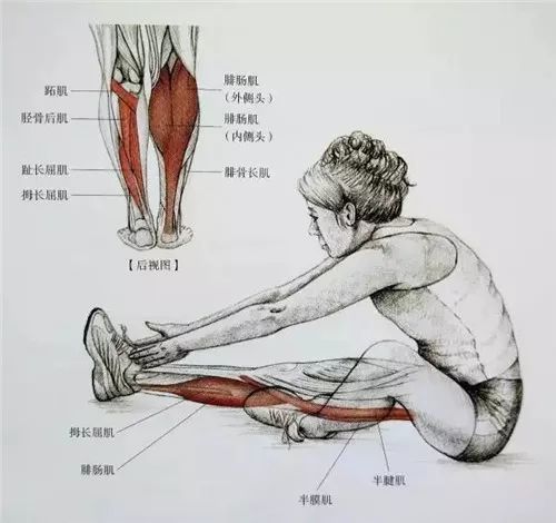 拉伸每个动作保持30秒感觉到拉伸即可拉伸用力要均匀小腿的肌肉结构图