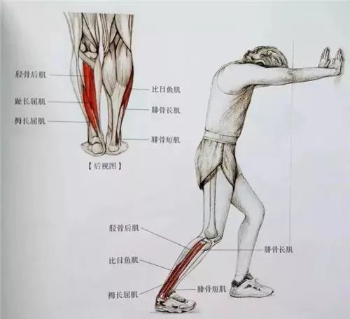 前肌拉伸一脚交跨于前的拉伸抬单脚拉伸跪地姿势拉伸旋转脚踝的拉伸