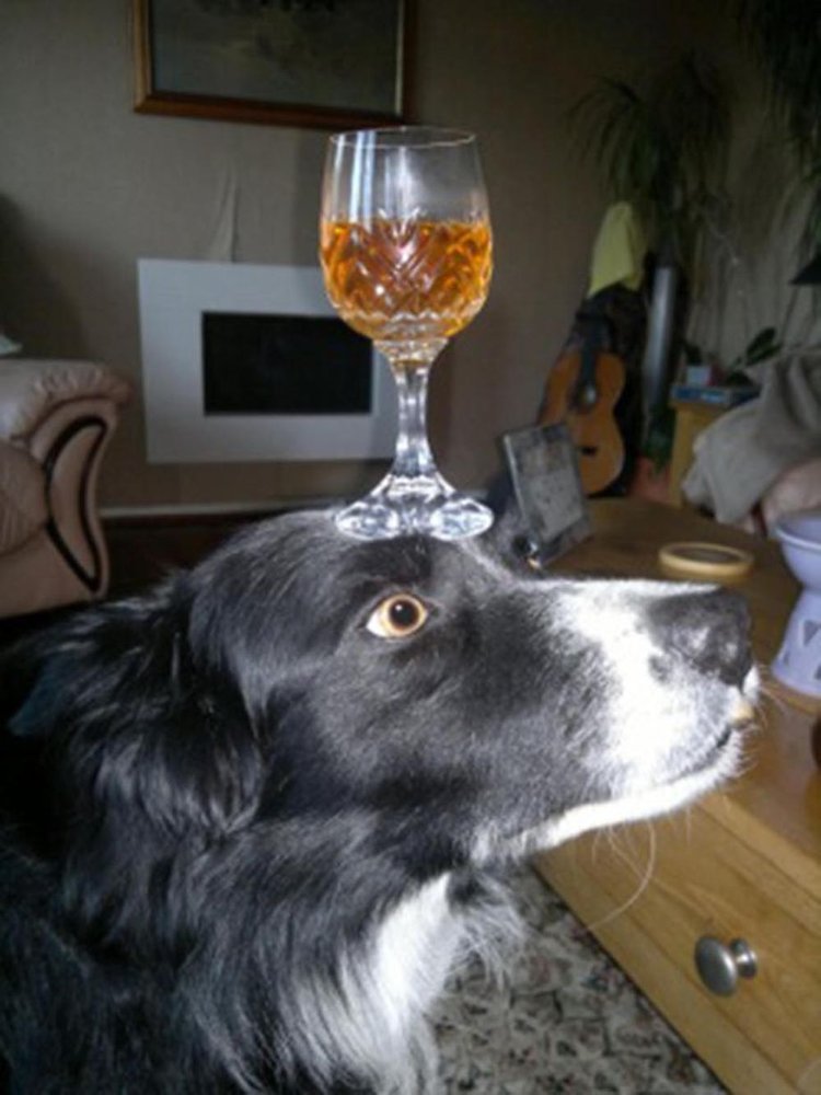 狗狗平衡力惊人：脑袋可顶3个橙子