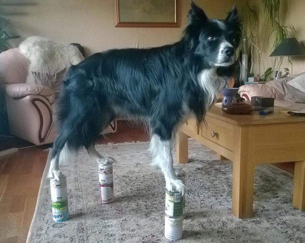 狗狗平衡力惊人：脑袋可顶3个橙子